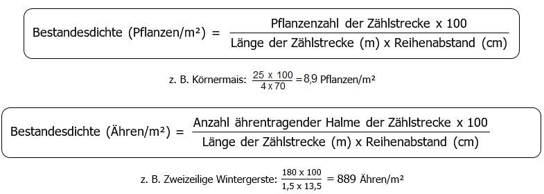 Erste Formel: Bestandesdichte (Pflanzen pro Quadratmeter) ist gleich Pflanzenzahl der Zählstrecke mal 100 durch Klammer auf Länge der Zählstrecke in Meter mal Reihenabstand in Zentimeter Klammer zu Beispiel: Körnermais: 25*100/ (4*70) =8,9 Pflanzen/Quadratmeter Zweite Formel: Bestandesdichte (Pflanzen pro Quadratmeter) ist gleich Anzahl ährentragender Halme der Zählstrecke mal 100 durch Klammer auf Länge der Zählstrecke in Meter mal Reihenabstand in Zentimeter Klammer zu.  Beispiel: Zweizeilige Wintergerste: 1180*100/(1,5*13,5)= 889 Ähren pro Quadratmeter