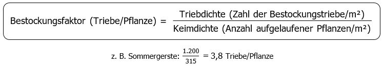 Bestockungsfaktor Triebe pro Pflanze ist gleich Triebdichte (Zahl der Bestockungstriebe pro Quadratmeter) dividiert duch Keimdichte (Anzahl aufgelaufener Pflanzen pro Quadratmeter)  Beispiel Sommergerste: 1200 durch 315 ist gleich 3,8 Triebe pro Pflanze
