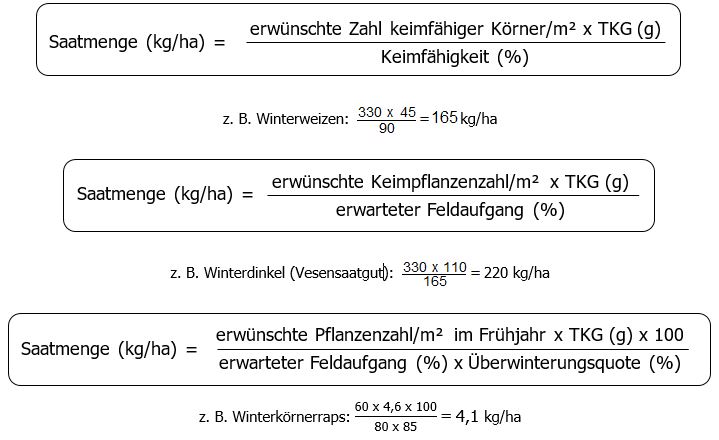 Erste Formel:  Saatmenge in Kilogramm pro Hektar ist gleich erwünschte Zahl keimfähiger Körner pro Quadratmeter mal Tausendkorngewicht in Gramm dividiert durch Keimfähigkeit in % Beispiel Winterweizen 330 mal 45 durch 90 ist gleich 165 Kilogramm pro Hektar Zweite Formel:  Saatmenge in Kilogramm pro Hektar ist gleich erwünschte Keimpflanzenzahl pro Quadratmeter mal Tausendkorngewicht in Gramm dividiert durch erwarteter Feldaufgang in % Beispiel Winterdinkel 330 mal 110 durch 165 ist gleich 220 Kilogramm pro Hektar Dritte Formel:  Saatmenge in Kilogramm pro Hektar ist gleich erwünschte Pflanzenzahl pro Quadratmeter im Frühjahr mal Tausendkorngewicht in Gramm mal 100 dividiert durch Klammer auf erwarteter Feldaufgang in % mal Überwinterungsquote in % Klammer zu Beispiel Winterraps 60 mal 4,6 mal 100 durch Klammer auf 80 mal 85 Klammer zu ist gleich 4,1 Kilogramm pro Hektar